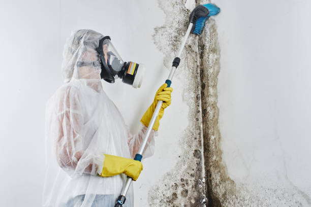 Mold Removal and Inspection in Clay, AL