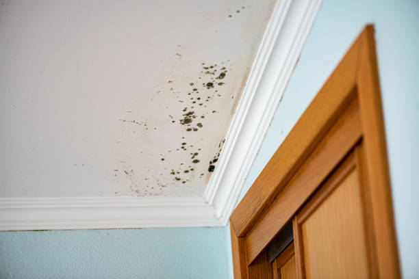 Trusted Clay, AL Mold Removal Experts