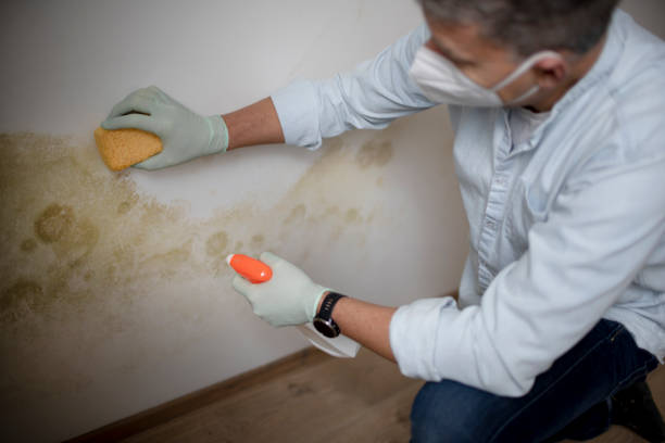 Best Office Mold Removal Services  in Clay, AL