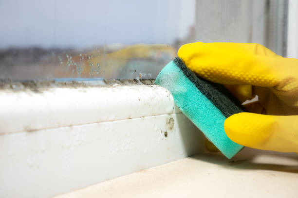 Mold Removal Process in Clay, AL